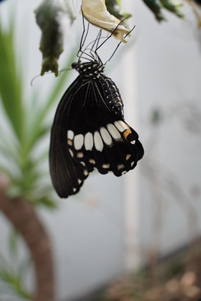 Eifalia Schmetterlingsgarten