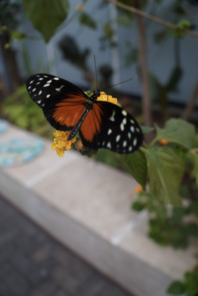 Eifalia Schmetterlingsgarten