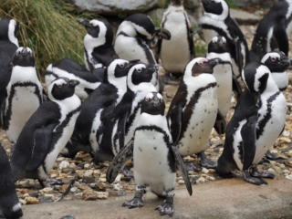 Burgers' Zoo