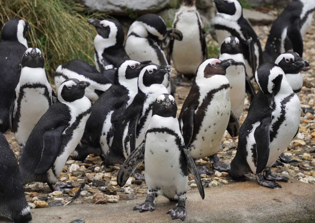 Burgers' Zoo Burgers' Zoo