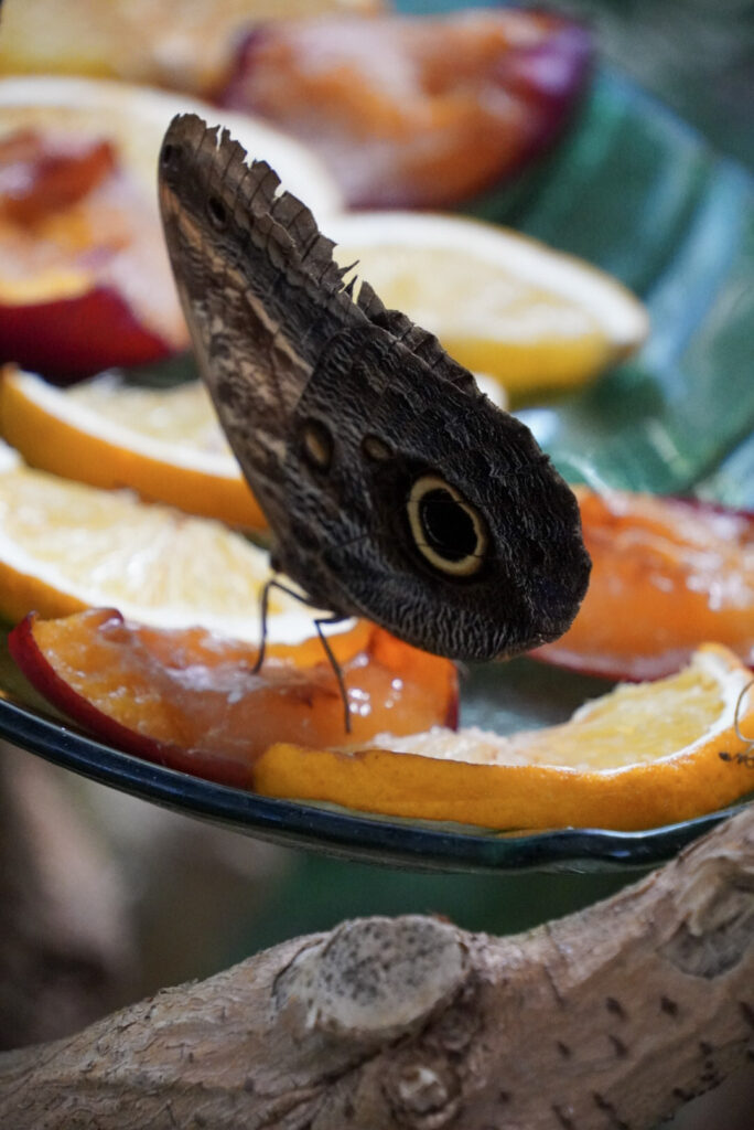 Eifalia Schmetterlingsgarten