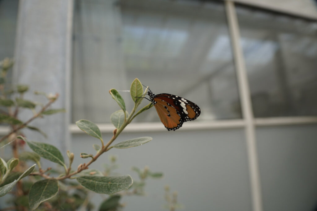 Eifalia Schmetterlingsgarten