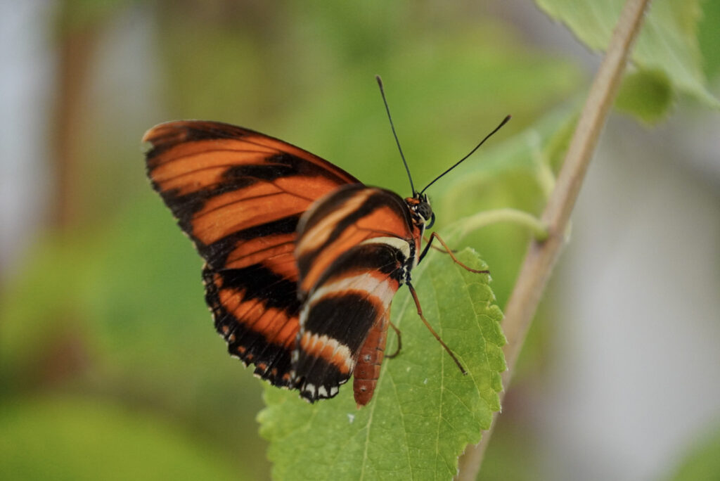 Eifalia Schmetterlingsgarten