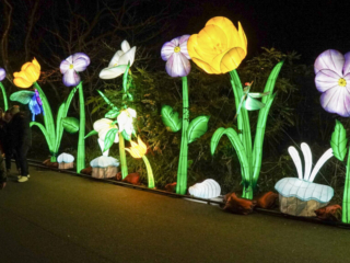 China Lights im K&ouml;lner Zoo