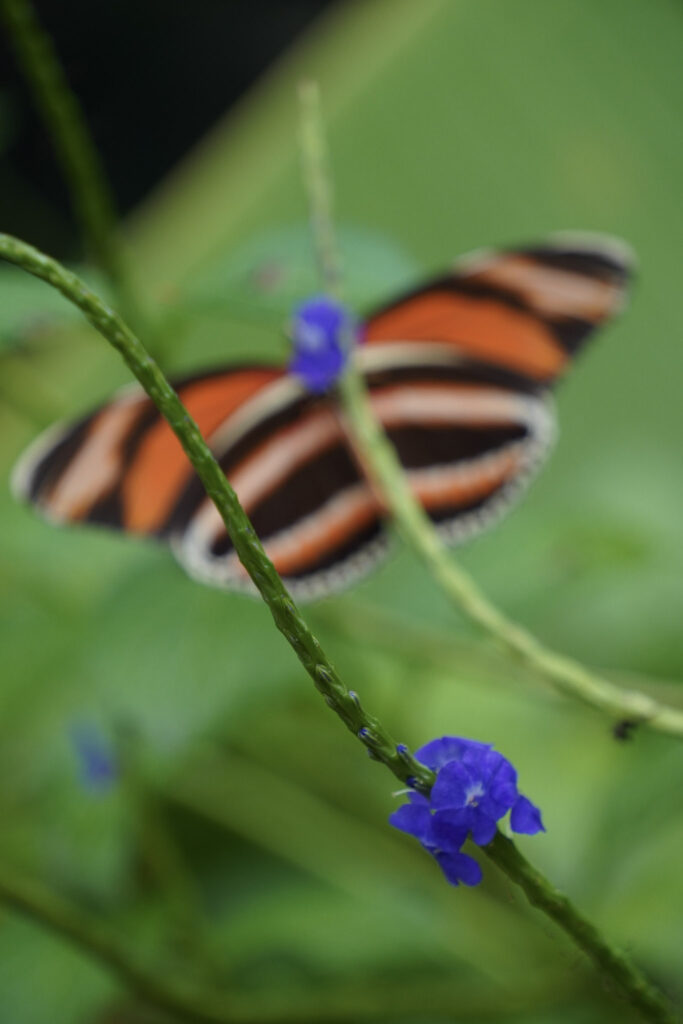 Burgers' Zoo Burgers' Zoo