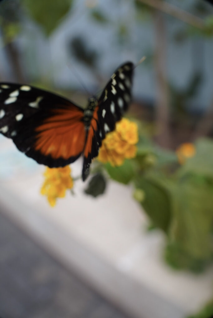 Eifalia Schmetterlingsgarten