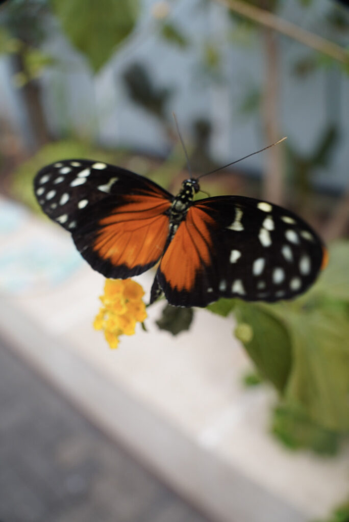 Eifalia Schmetterlingsgarten