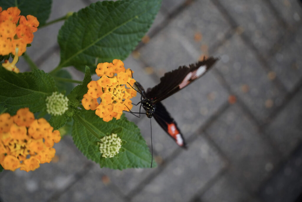Eifalia Schmetterlingsgarten