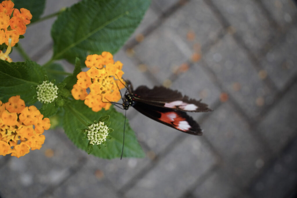 Eifalia Schmetterlingsgarten