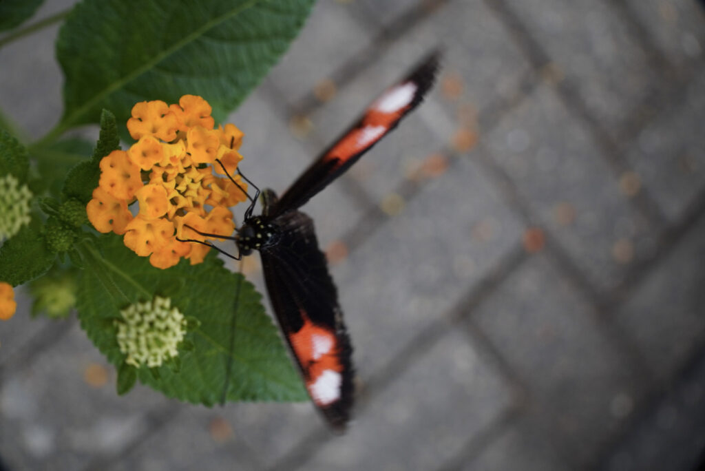 Eifalia Schmetterlingsgarten