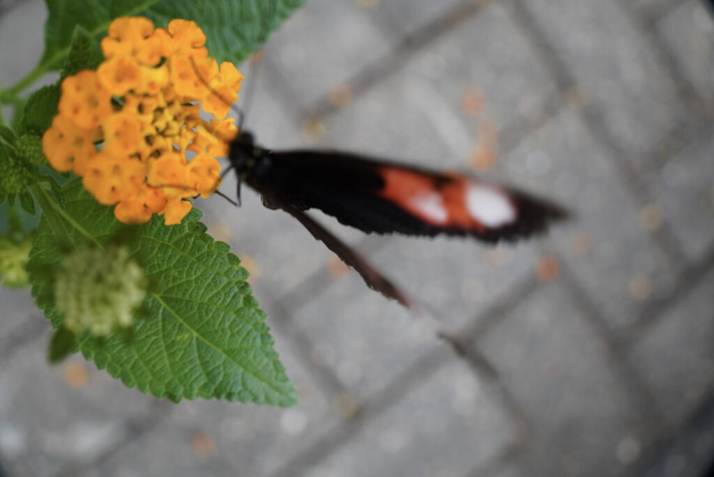 Eifalia Schmetterlingsgarten