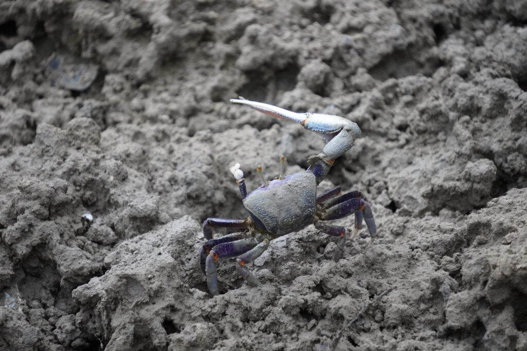 Burgers' Zoo Burgers' Zoo