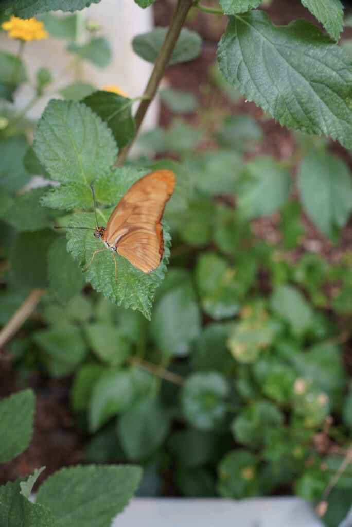 Eifalia Schmetterlingsgarten