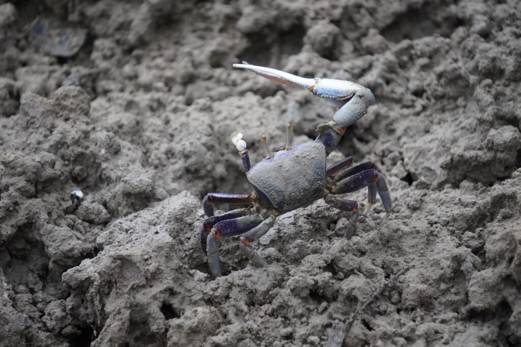 Burgers' Zoo Burgers' Zoo