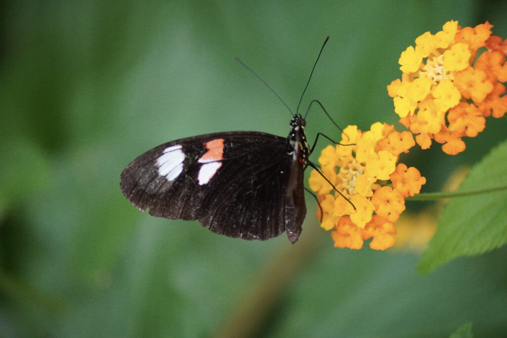Burgers' Zoo Burgers' Zoo
