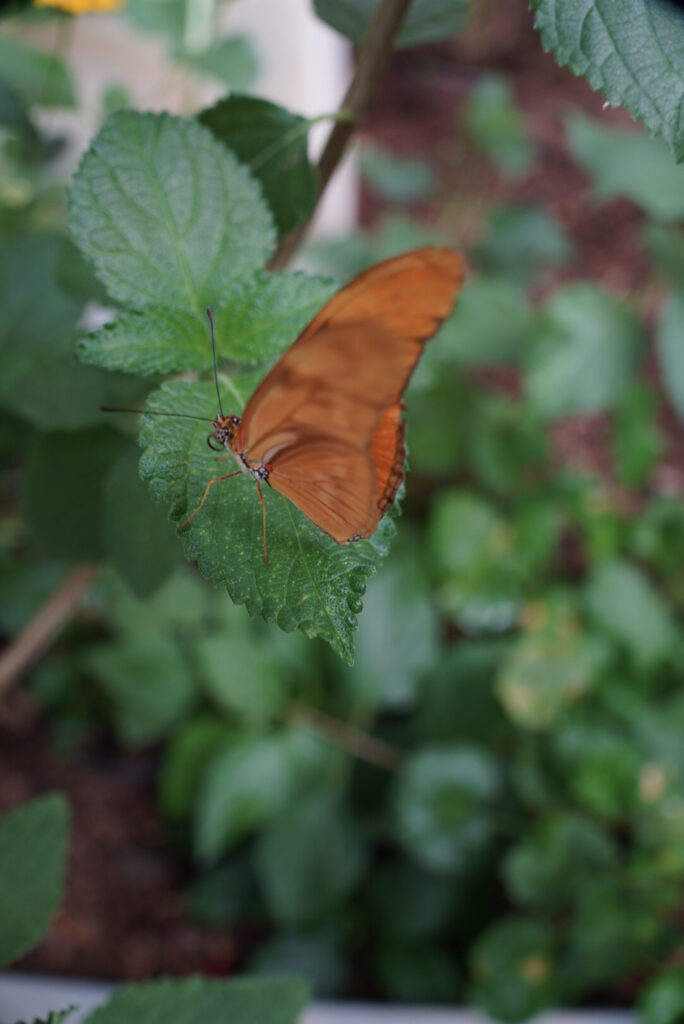 Eifalia Schmetterlingsgarten