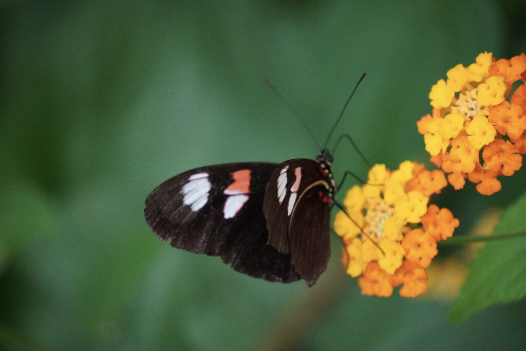 Burgers' Zoo Burgers' Zoo