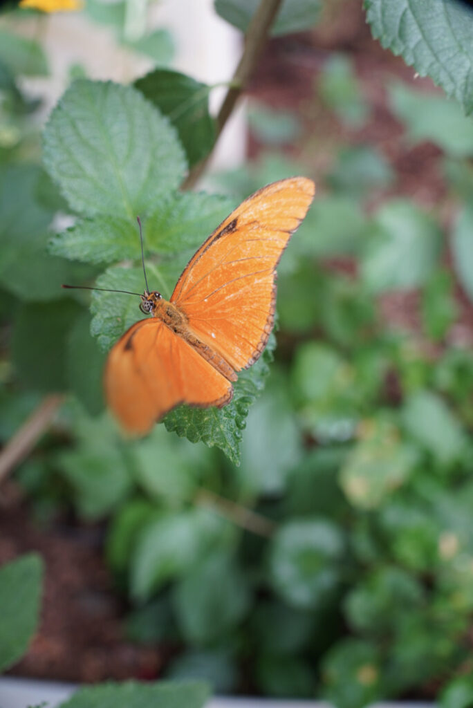Eifalia Schmetterlingsgarten
