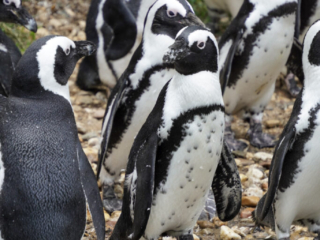 Burgers' Zoo