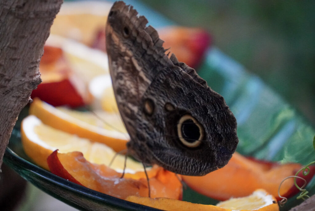 Eifalia Schmetterlingsgarten