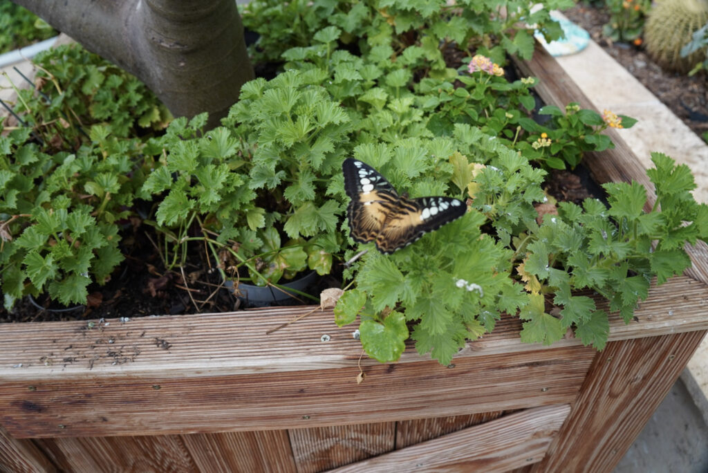 Eifalia Schmetterlingsgarten
