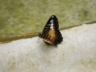 Eifalia Schmetterlingsgarten