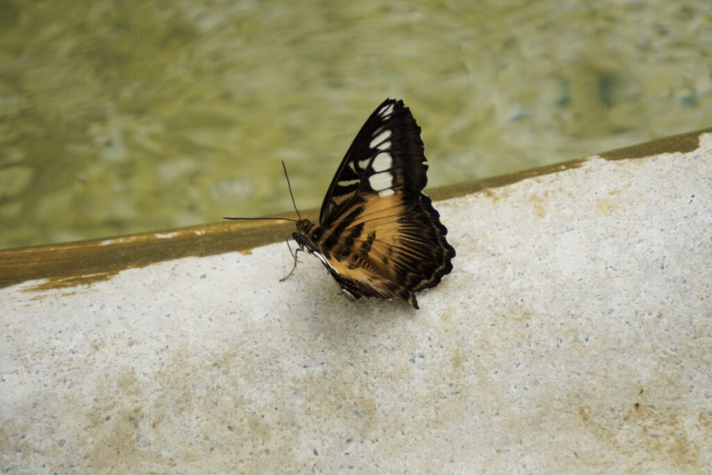 Eifalia Schmetterlingsgarten