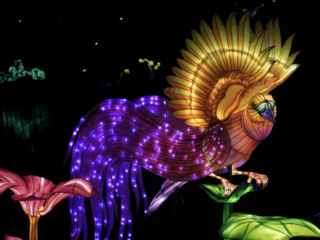 China Lights im K&ouml;lner Zoo