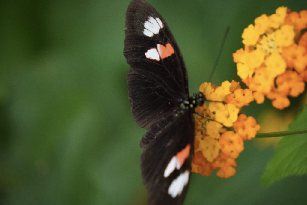 Burgers' Zoo Burgers' Zoo