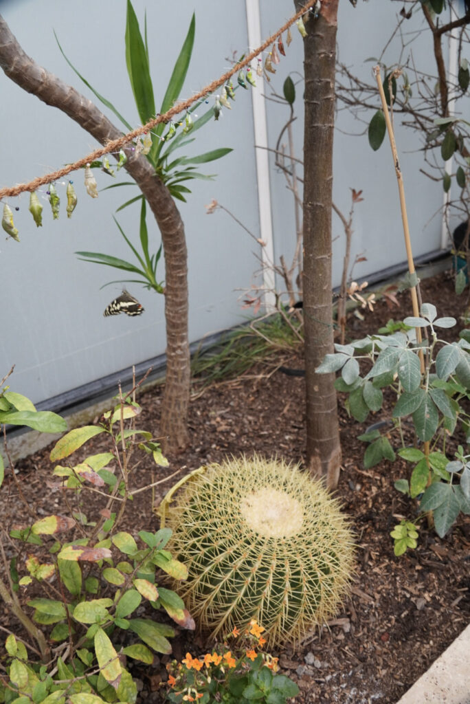 Eifalia Schmetterlingsgarten