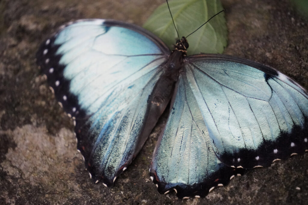 Burgers' Zoo Burgers' Zoo