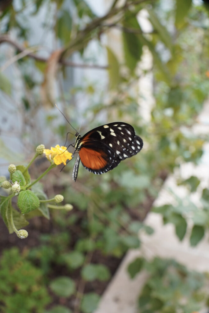 Eifalia Schmetterlingsgarten
