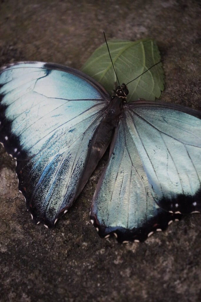 Burgers' Zoo Burgers' Zoo