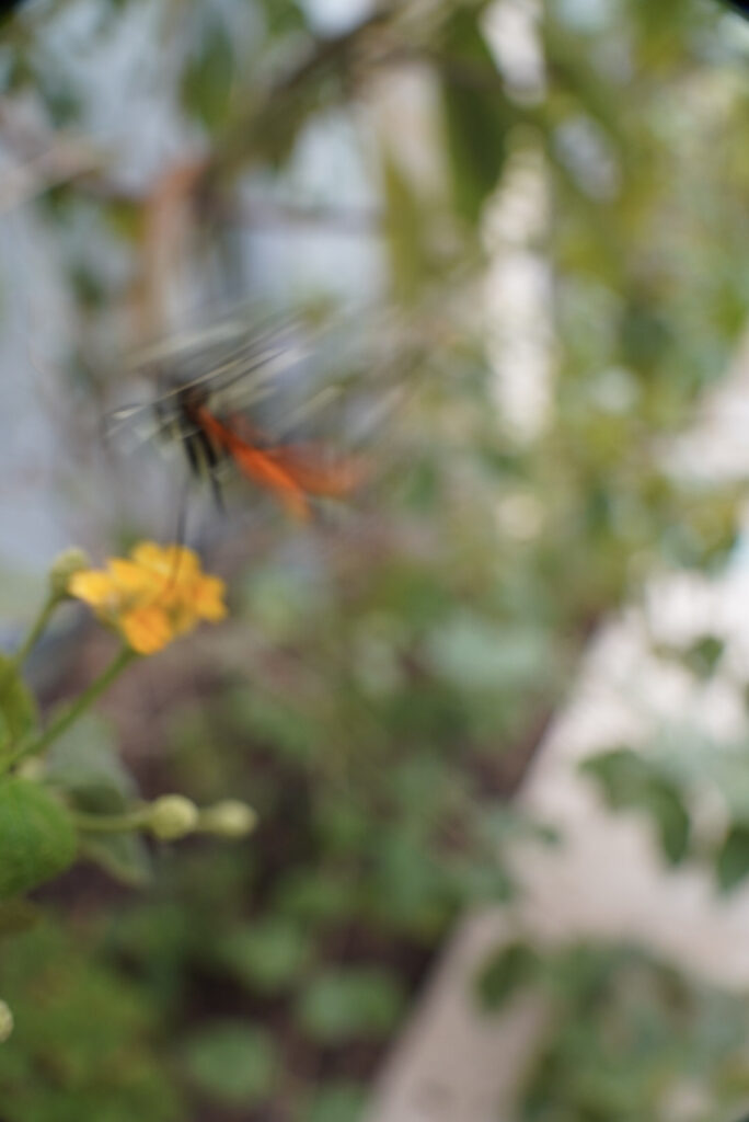 Eifalia Schmetterlingsgarten