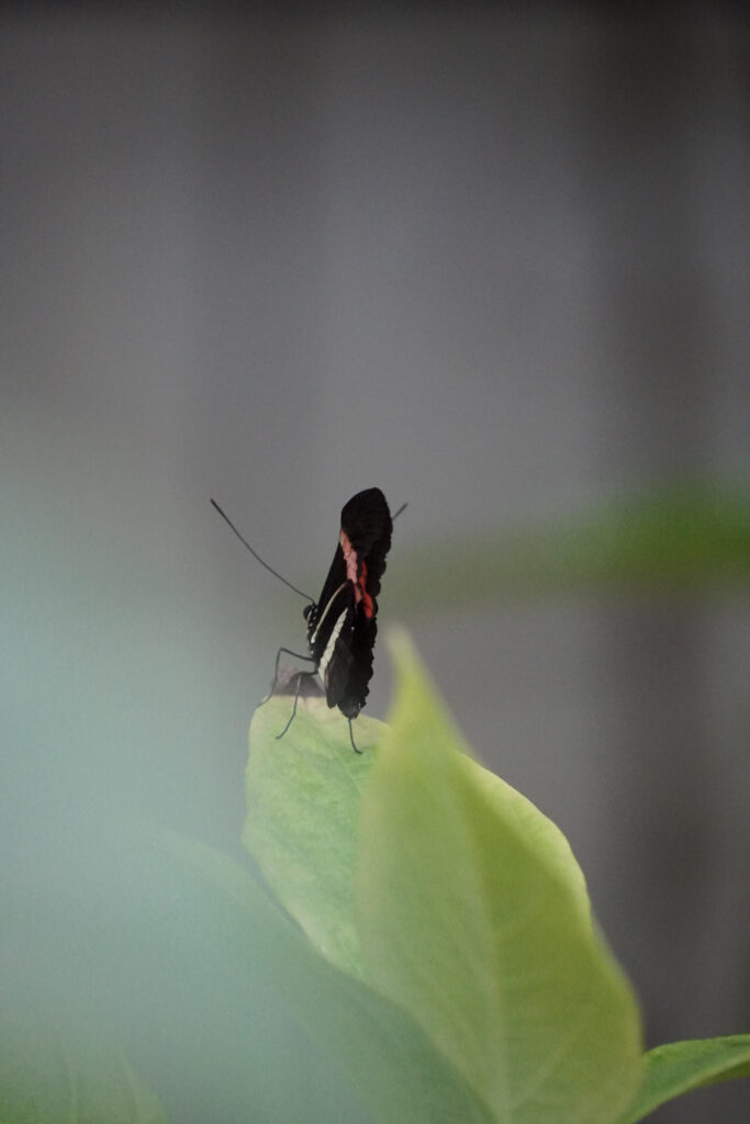 Burgers' Zoo Burgers' Zoo