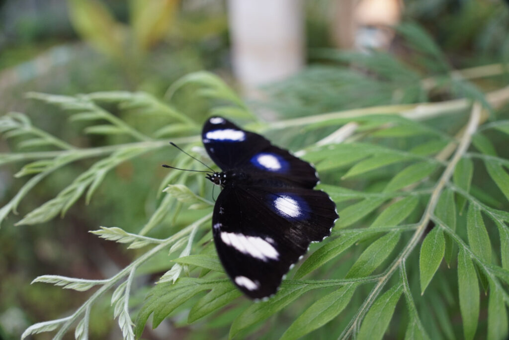 Eifalia Schmetterlingsgarten