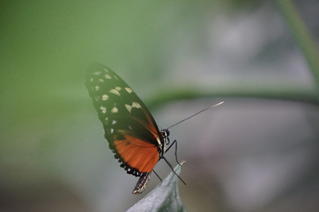 Burgers' Zoo Burgers' Zoo
