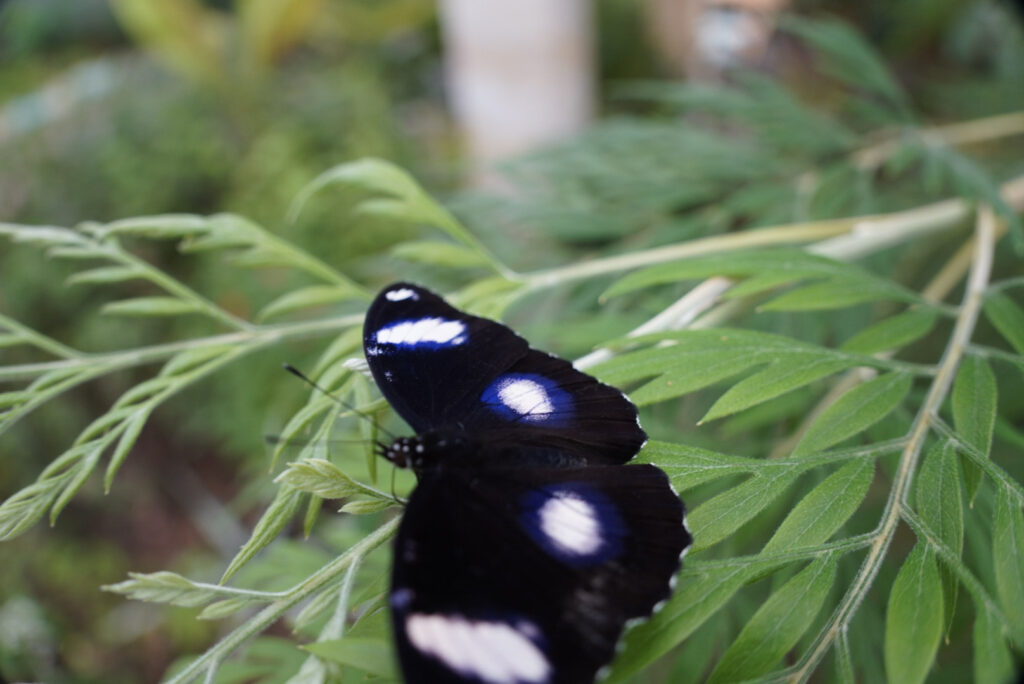 Eifalia Schmetterlingsgarten