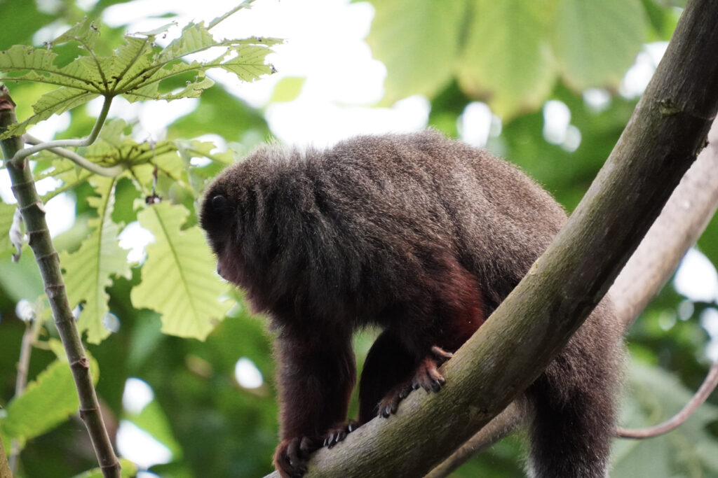 Burgers' Zoo Burgers' Zoo