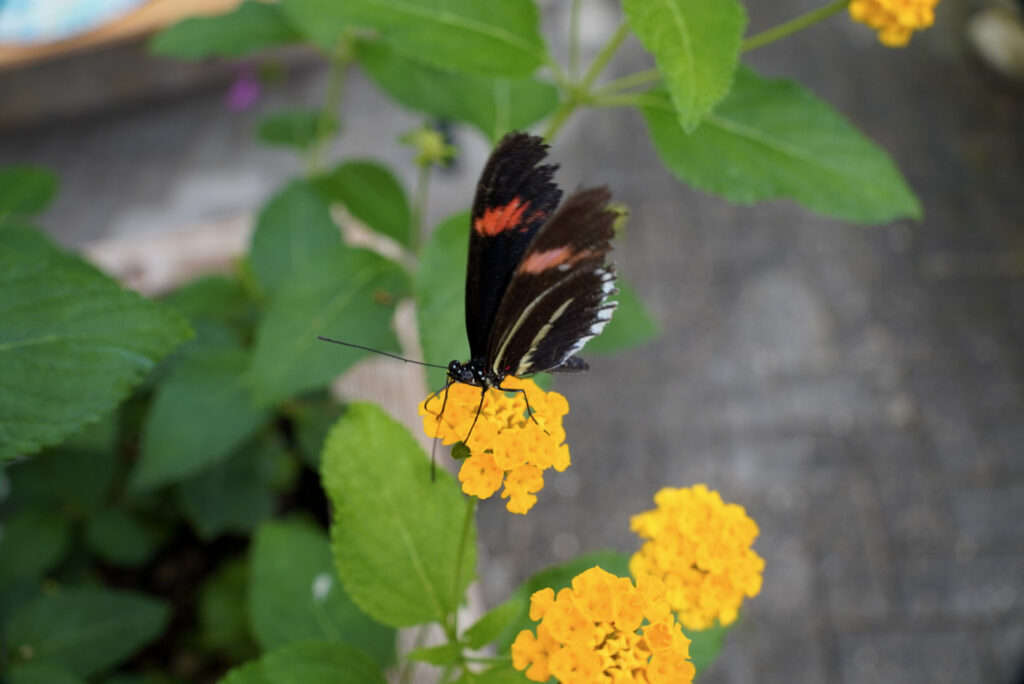 Eifalia Schmetterlingsgarten