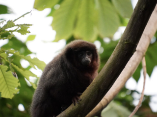 Burgers' Zoo