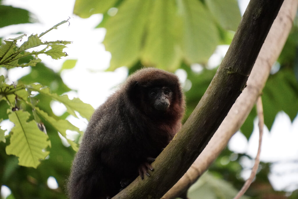 Burgers' Zoo Burgers' Zoo
