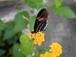 Eifalia Schmetterlingsgarten