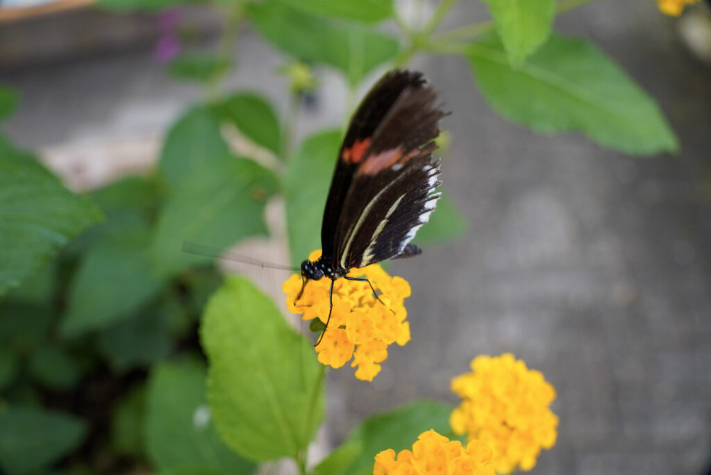 Eifalia Schmetterlingsgarten