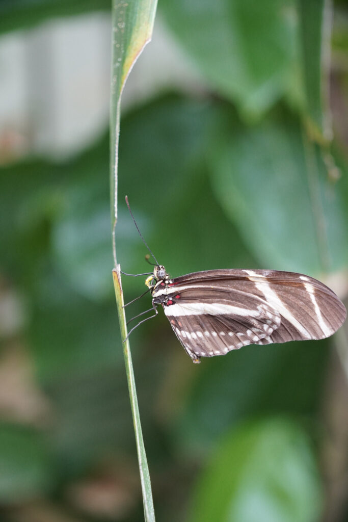 Burgers' Zoo Burgers' Zoo