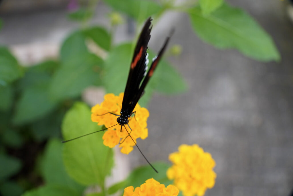 Eifalia Schmetterlingsgarten