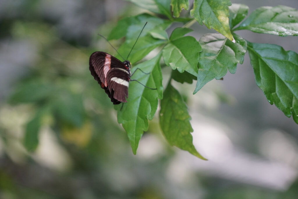 Burgers' Zoo Burgers' Zoo