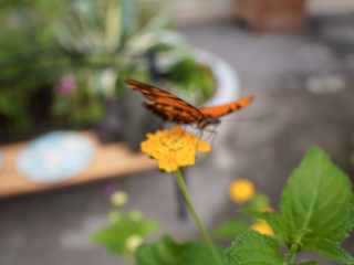 Eifalia Schmetterlingsgarten