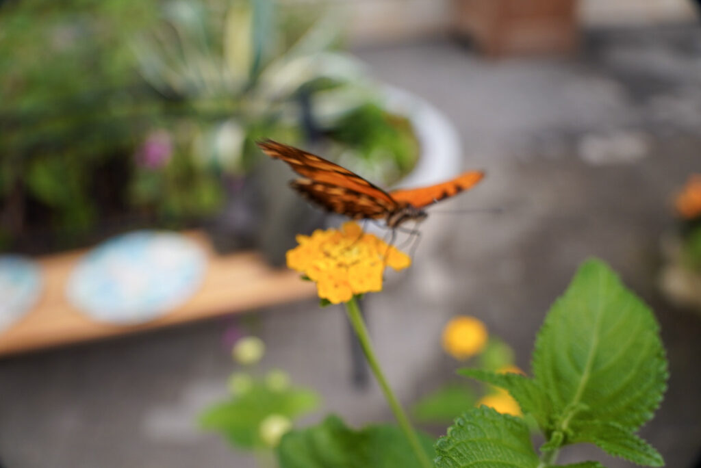 Eifalia Schmetterlingsgarten