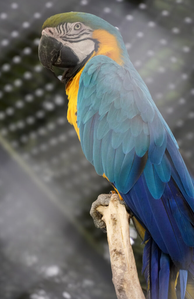 El Mundo Fantasia - Mondo Verde